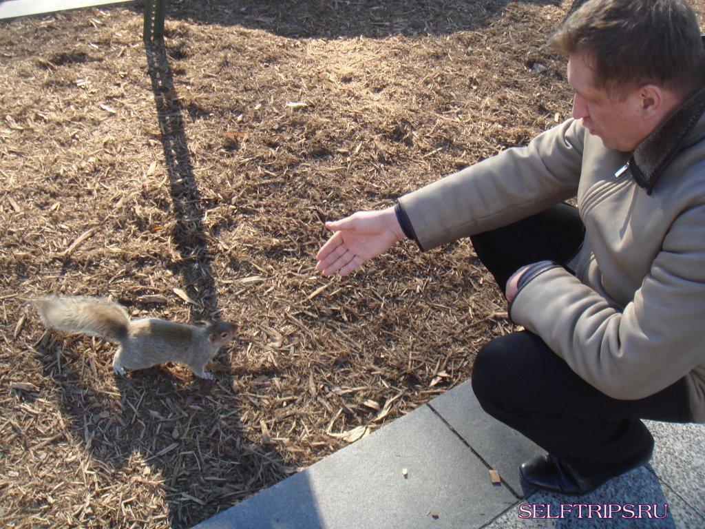 Белки Вашингтона Squirrels Of Washington