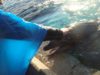 Dolphin. SeaWorld. San Diego